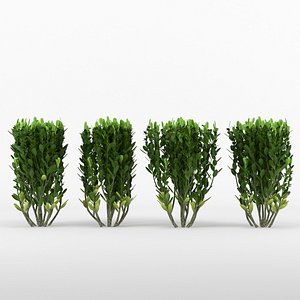 Bush Buxus