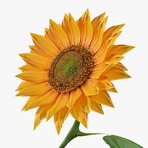 Realistic Sunflower