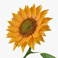 Realistic Sunflower