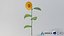 Tournesol réaliste