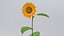 Tournesol réaliste