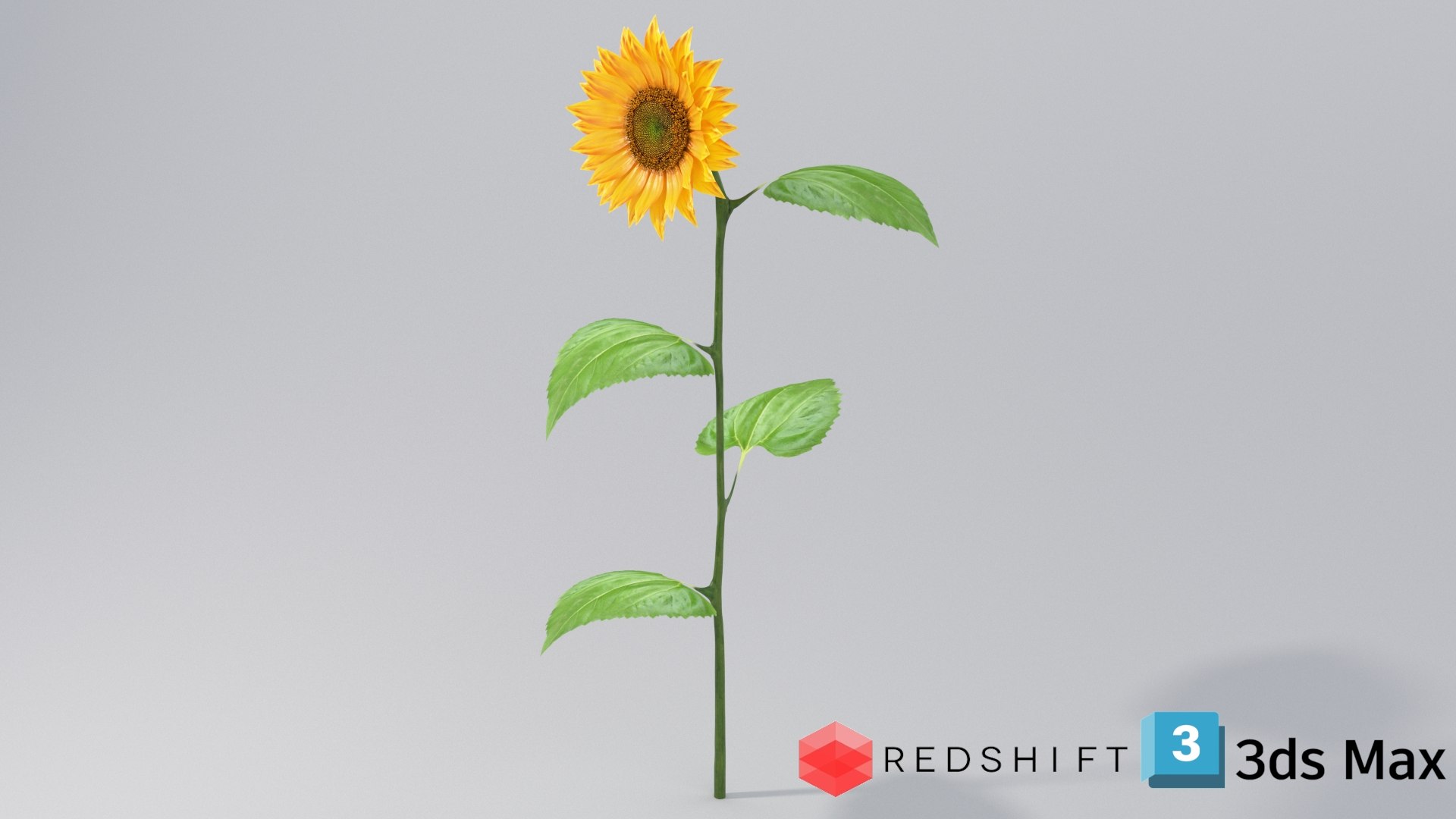 3D realistic sunflower flowers model https://p.turbosquid.com/ts-thumb/gd/riTkXz/Sl/flower_sunflower_conv_05_max_redshift/jpg/1773218900/1920x1080/fit_q87/1fdd1e979ad9d91fd03d5ad4402b5d45baaa65c4/flower_sunflower_conv_05_max_redshift.jpg