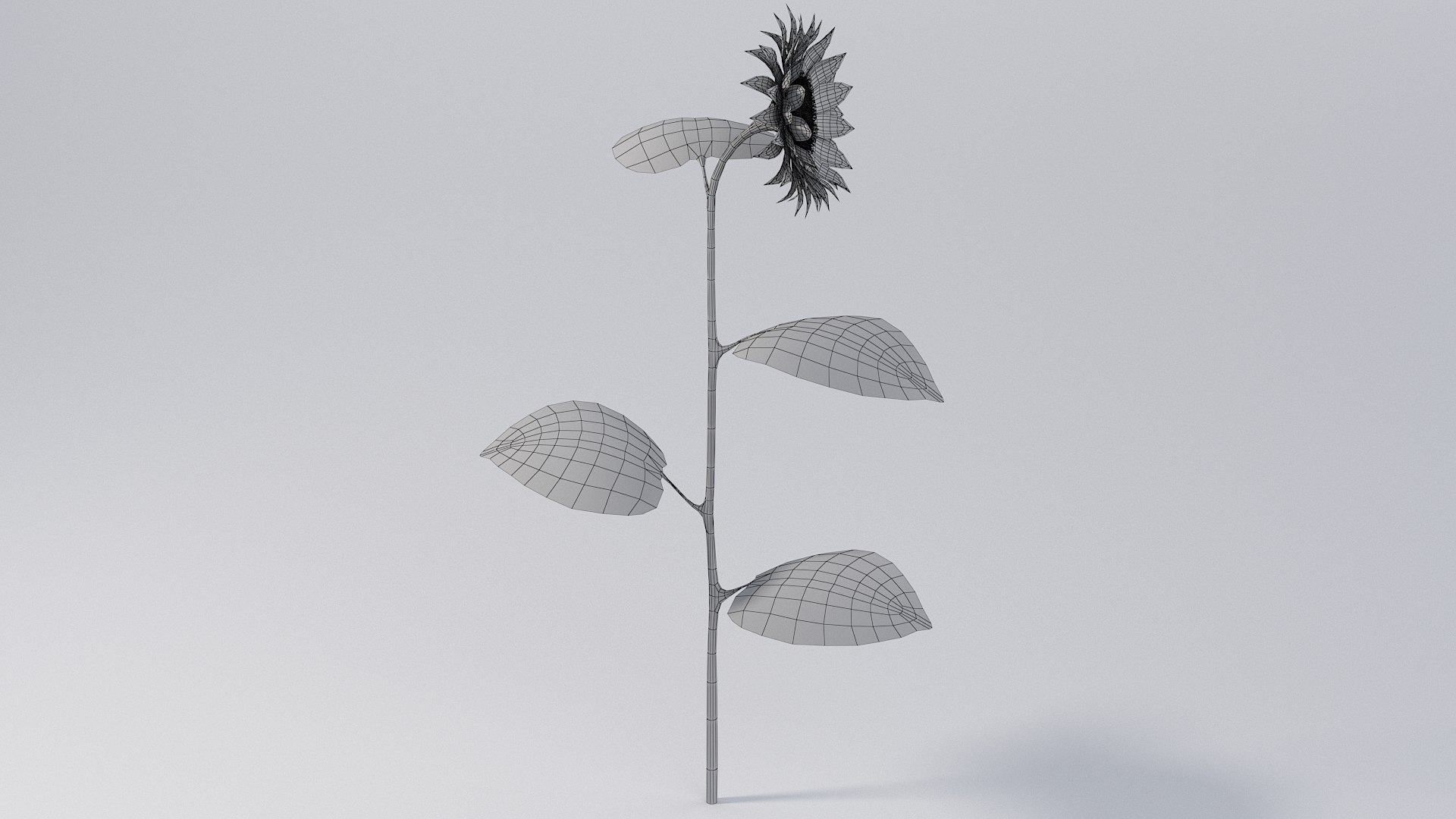 3D realistic sunflower flowers model https://p.turbosquid.com/ts-thumb/gd/riTkXz/Wx/flower_sunflower_10/jpg/1773218890/1920x1080/fit_q87/e1d5a04aea7fc4ddb40629bcad8d865947e790cd/flower_sunflower_10.jpg