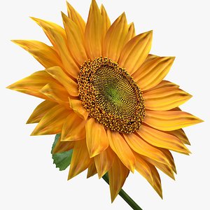 Realistic Sunflower