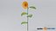 Tournesol réaliste