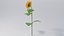 Tournesol réaliste
