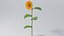 Tournesol réaliste