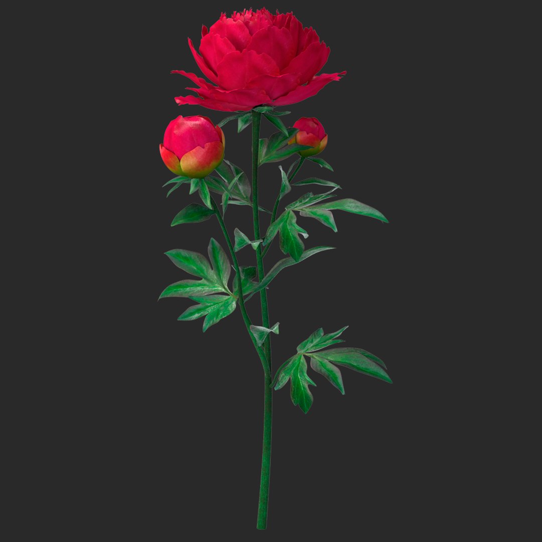 3D peony red v2 https://p.turbosquid.com/ts-thumb/gd/s5gLtI/4Um8Xz0W/013/jpg/1497469226/1920x1080/fit_q87/c718e50f0671fe8e76eb31f5ea2d336f2d7002d6/013.jpg