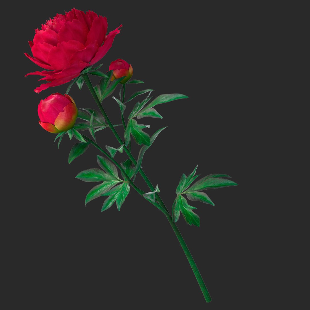 3D peony red v2 https://p.turbosquid.com/ts-thumb/gd/s5gLtI/Bb3aXY5S/011/jpg/1497469226/1920x1080/fit_q87/e1101698d69d3b6b460428133463203b900bf1e6/011.jpg