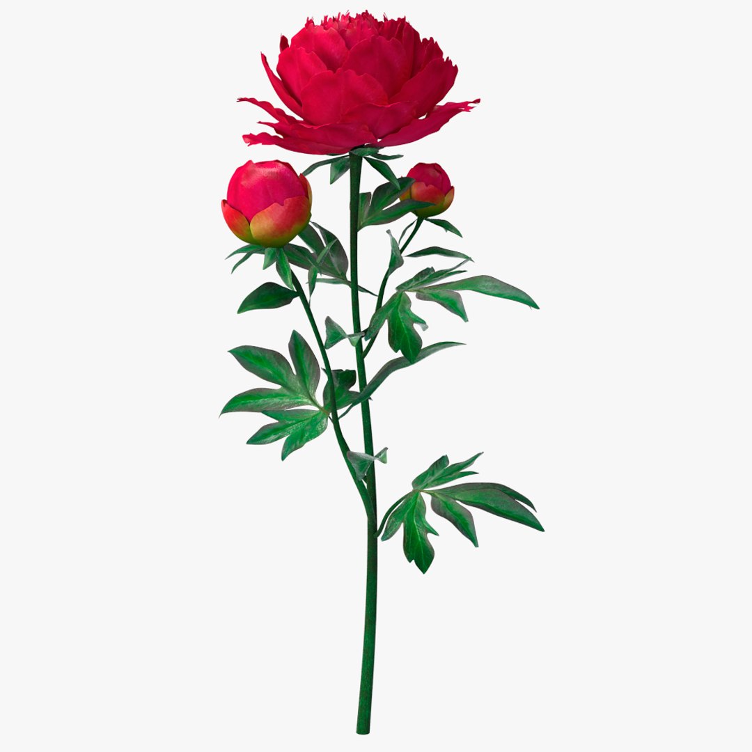 3D peony red v2 https://p.turbosquid.com/ts-thumb/gd/s5gLtI/FoLY1P84/04/jpg/1497469225/1920x1080/fit_q87/f17466632332f79d8dc2ef1fa4bce428a0ea2915/04.jpg