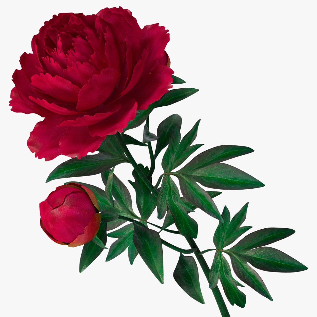 3D peony red v2 https://p.turbosquid.com/ts-thumb/gd/s5gLtI/avvpJjlE/05/jpg/1497469225/1920x1080/fit_q87/55eb9be963c7d07620327feaa28b584cc3719dcd/05.jpg