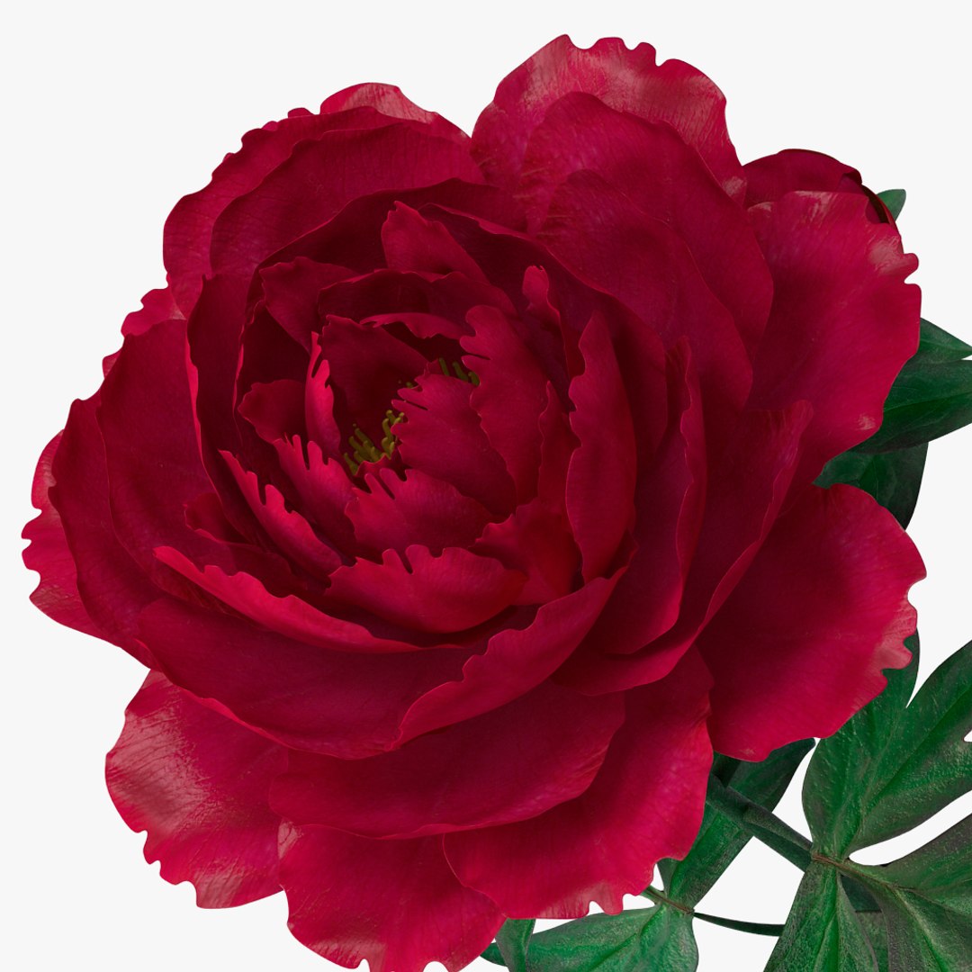 3D peony red v2 https://p.turbosquid.com/ts-thumb/gd/s5gLtI/cf0Kvtat/08/jpg/1497469225/1920x1080/fit_q87/748c1b870b66e7cb2b4055c27170d662c7cace32/08.jpg