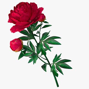 peony red_v2