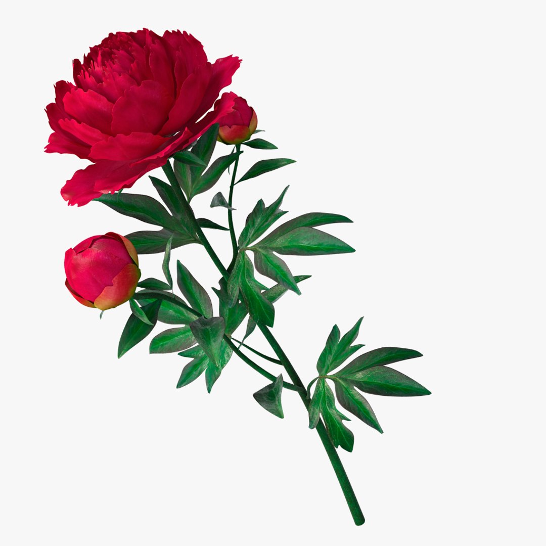 3D peony red v2 https://p.turbosquid.com/ts-thumb/gd/s5gLtI/rvUTSBZK/03/jpg/1497469225/1920x1080/fit_q87/6623ec13b9b4fe5ffcd8690602d16426fba3394a/03.jpg