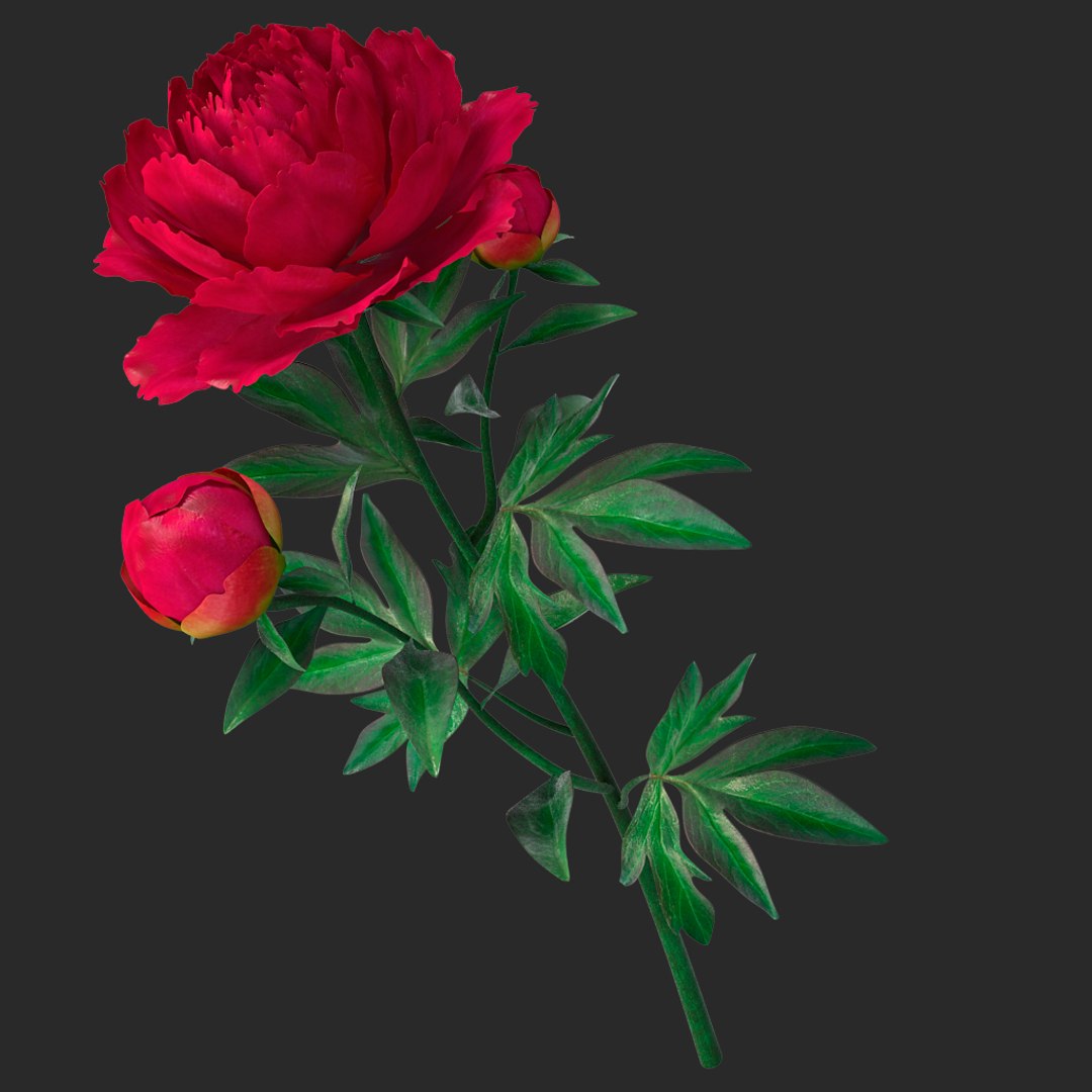 3D peony red v2 https://p.turbosquid.com/ts-thumb/gd/s5gLtI/tglT8fbV/010/jpg/1497469226/1920x1080/fit_q87/af2ad9f33d0b1fd05956ae4be0c38399ebcb68cf/010.jpg