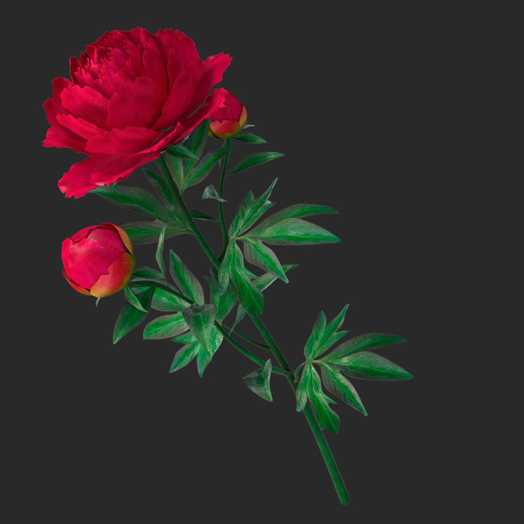 3D peony red v2 https://p.turbosquid.com/ts-thumb/gd/s5gLtI/vQqniQfw/012/jpg/1497469226/1920x1080/fit_q87/d4af4c753ddd917189c72249be28d74f8df699c8/012.jpg