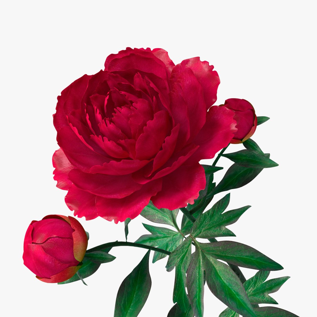 3D peony red v2 https://p.turbosquid.com/ts-thumb/gd/s5gLtI/y8GTF1uK/06/jpg/1497469225/1920x1080/fit_q87/f1eb29f7f729aa79eb4edd78f2f522a388818509/06.jpg