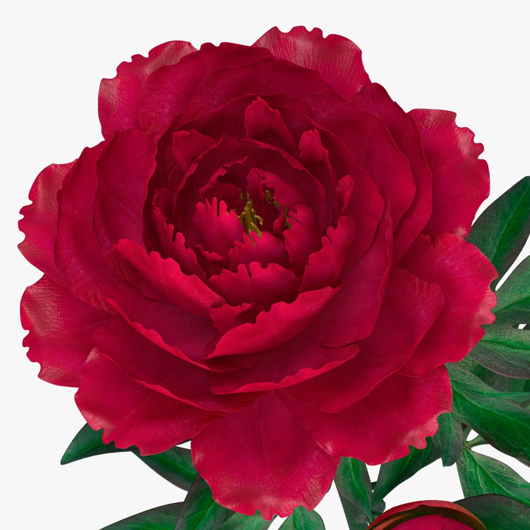 3D peony red v2 https://p.turbosquid.com/ts-thumb/gd/s5gLtI/zoNq0Uyh/09/jpg/1497469225/1920x1080/fit_q87/8b85c53a54feed247986c1089852a519afad1974/09.jpg