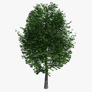free obj model tree