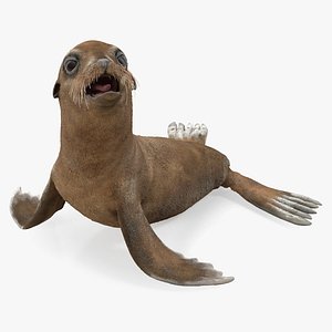 Baby Sea Lion Seating Pose