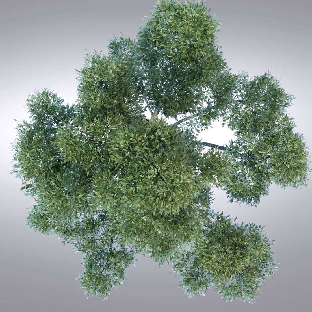 3d Model Hi Realistic Series Tree