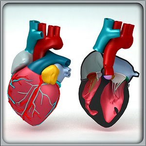 3d obj human heart anatomy