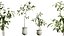 AV Indoor Plants Set 270 Japandi Ficus Dracaena Marginata and Yucca Aloifolia Rostrata and Olive