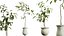 AV Indoor Plants Set 270 Japandi Ficus Dracaena Marginata and Yucca Aloifolia Rostrata and Olive