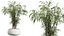 AV Indoor Plants Set 270 Japandi Ficus Dracaena Marginata and Yucca Aloifolia Rostrata and Olive