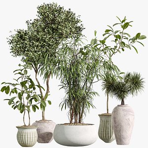 AV Indoor Plants Set 270 Japandi Ficus Dracaena Marginata and Yucca Aloifolia Rostrata and Olive 3D model