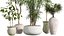 AV Indoor Plants Set 270 Japandi Ficus Dracaena Marginata and Yucca Aloifolia Rostrata and Olive