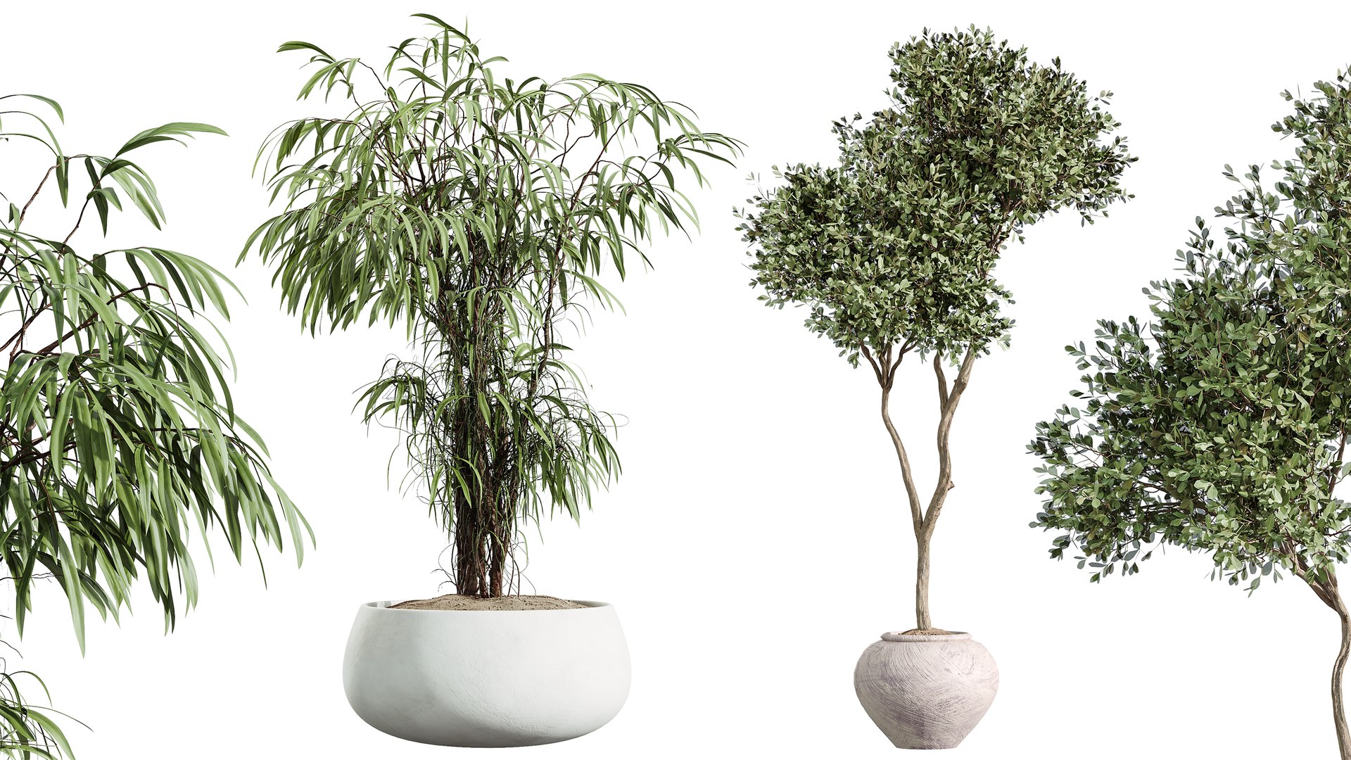 AV Indoor Plants Set 270 Japandi Ficus Dracaena Marginata and Yucca Aloifolia Rostrata and Olive 3D model https://p.turbosquid.com/ts-thumb/ge/ZkB1mH/wc/03/png/1753249972/1920x1080/fit_q87/4a2537b8b865472bbe394a7829a08335a69a0ef7/03.jpg