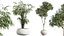 AV Indoor Plants Set 270 Japandi Ficus Dracaena Marginata and Yucca Aloifolia Rostrata and Olive
