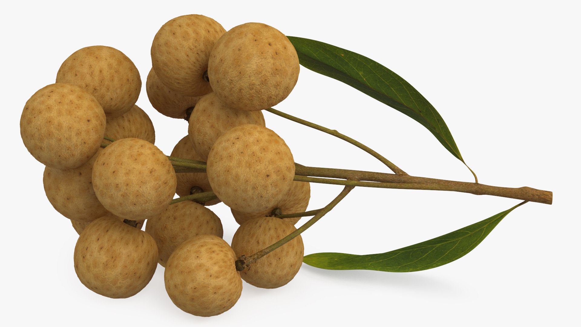 Longan Fruit Branch 3D Model - TurboSquid 2197292