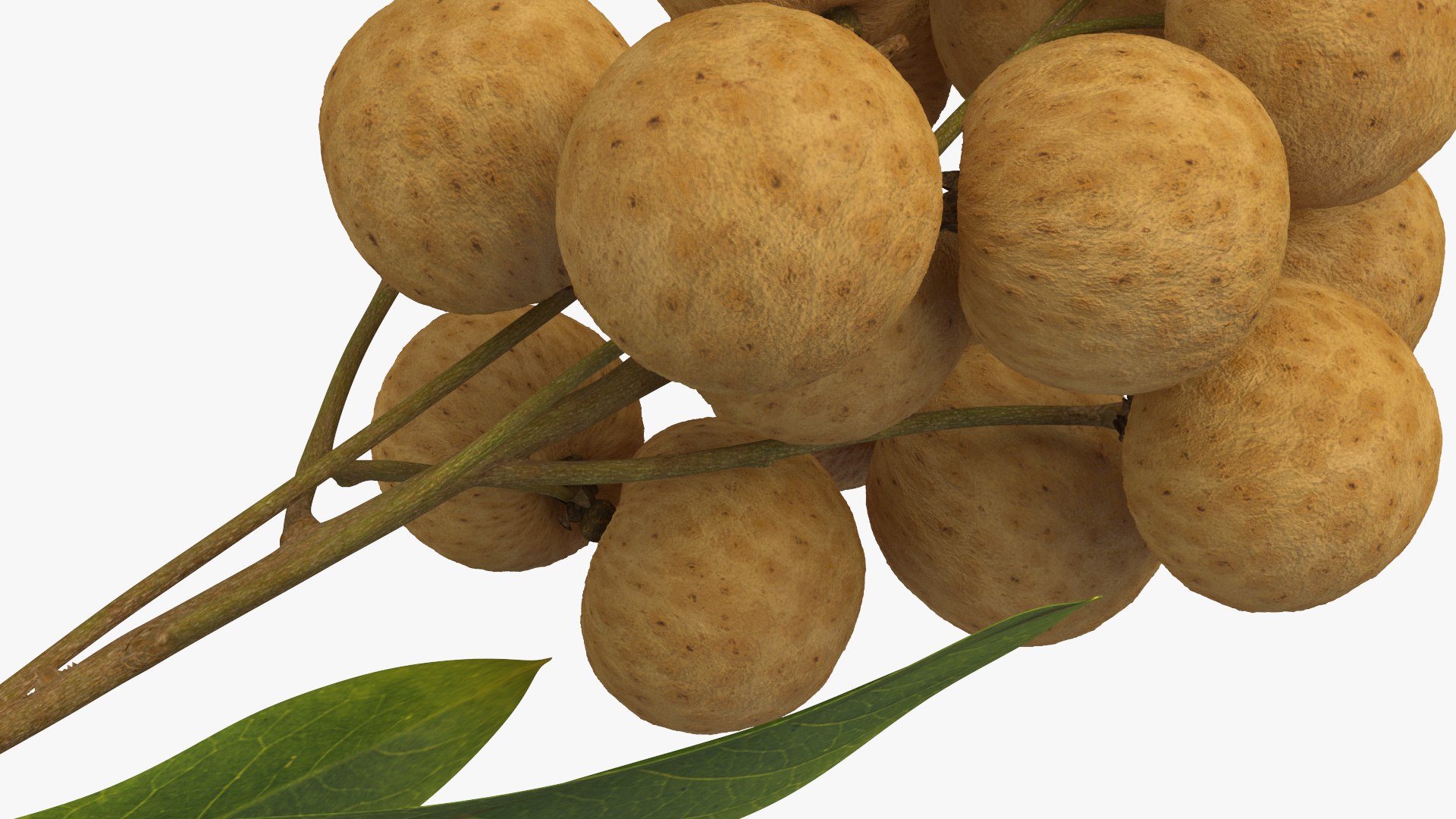 Longan Fruit Branch 3D Model - TurboSquid 2197292