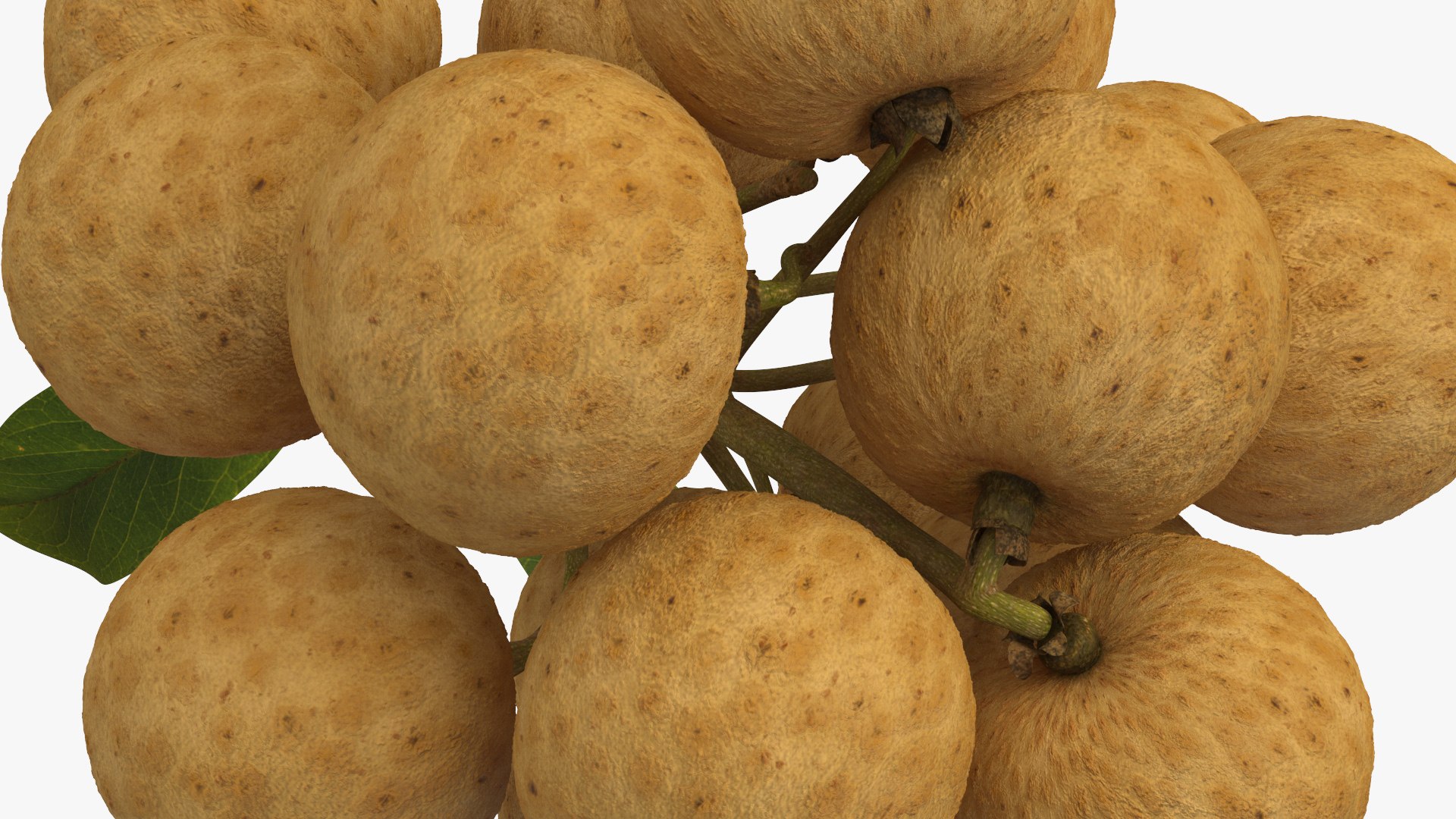Longan Fruit Branch 3D Model - TurboSquid 2197292