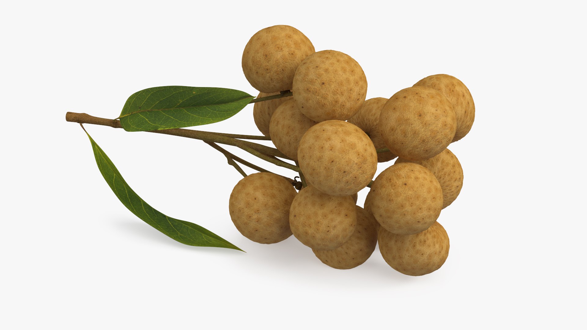 Longan Fruit Branch 3D Model - TurboSquid 2197292