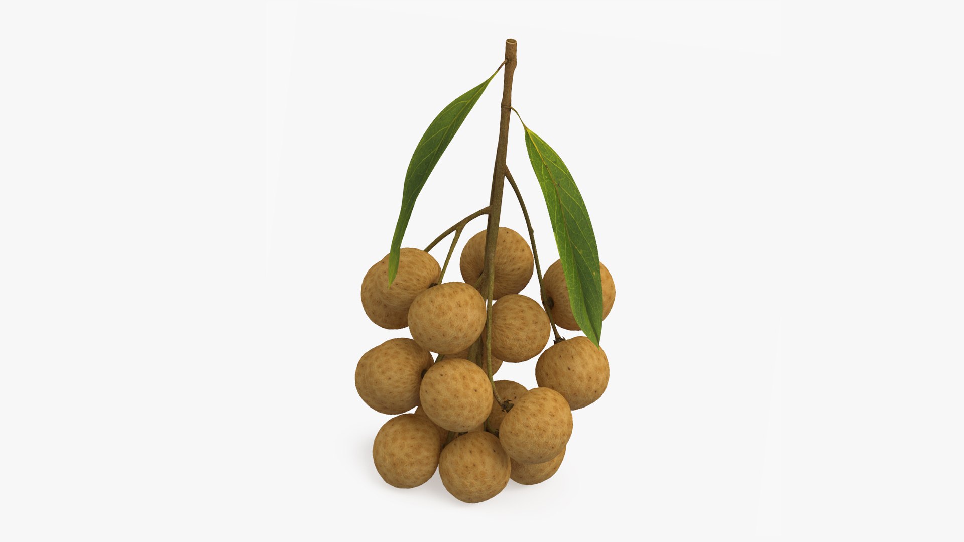 Longan Fruit Branch 3D model preview
