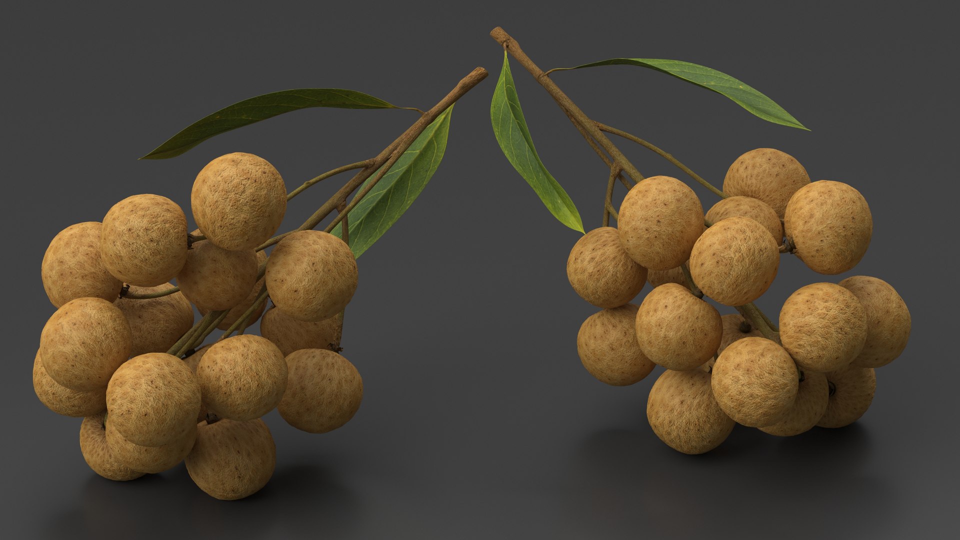 Longan Fruit Branch 3D Model - TurboSquid 2197292