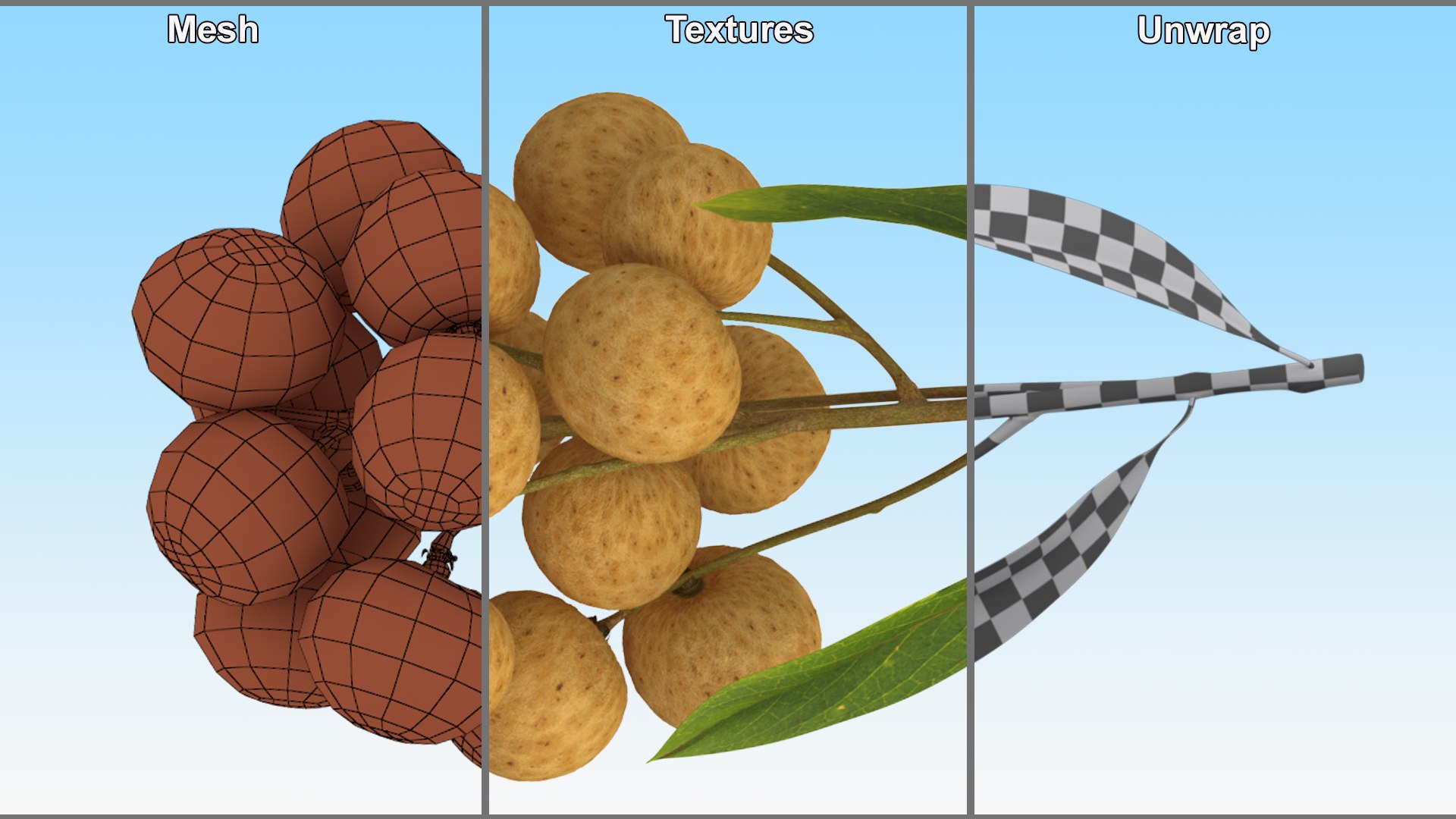 Longan Fruit Branch 3D Model - TurboSquid 2197292