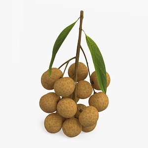 3D Longan Models - Browse & Download Formats - TurboSquid
