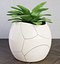 植物のひびの入った鍋の3Dモデル