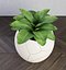 植物のひびの入った鍋の3Dモデル