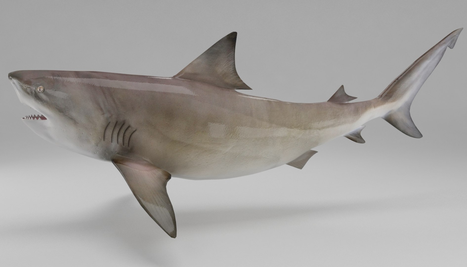 3D Bull Shark - TurboSquid 1278070