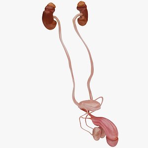3D anatomy organ
