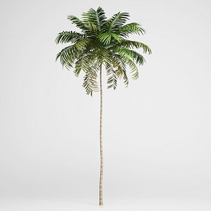 max areca palm 01