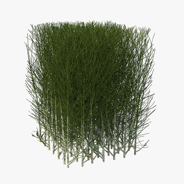 squarebushmb3dmodel000.jpg