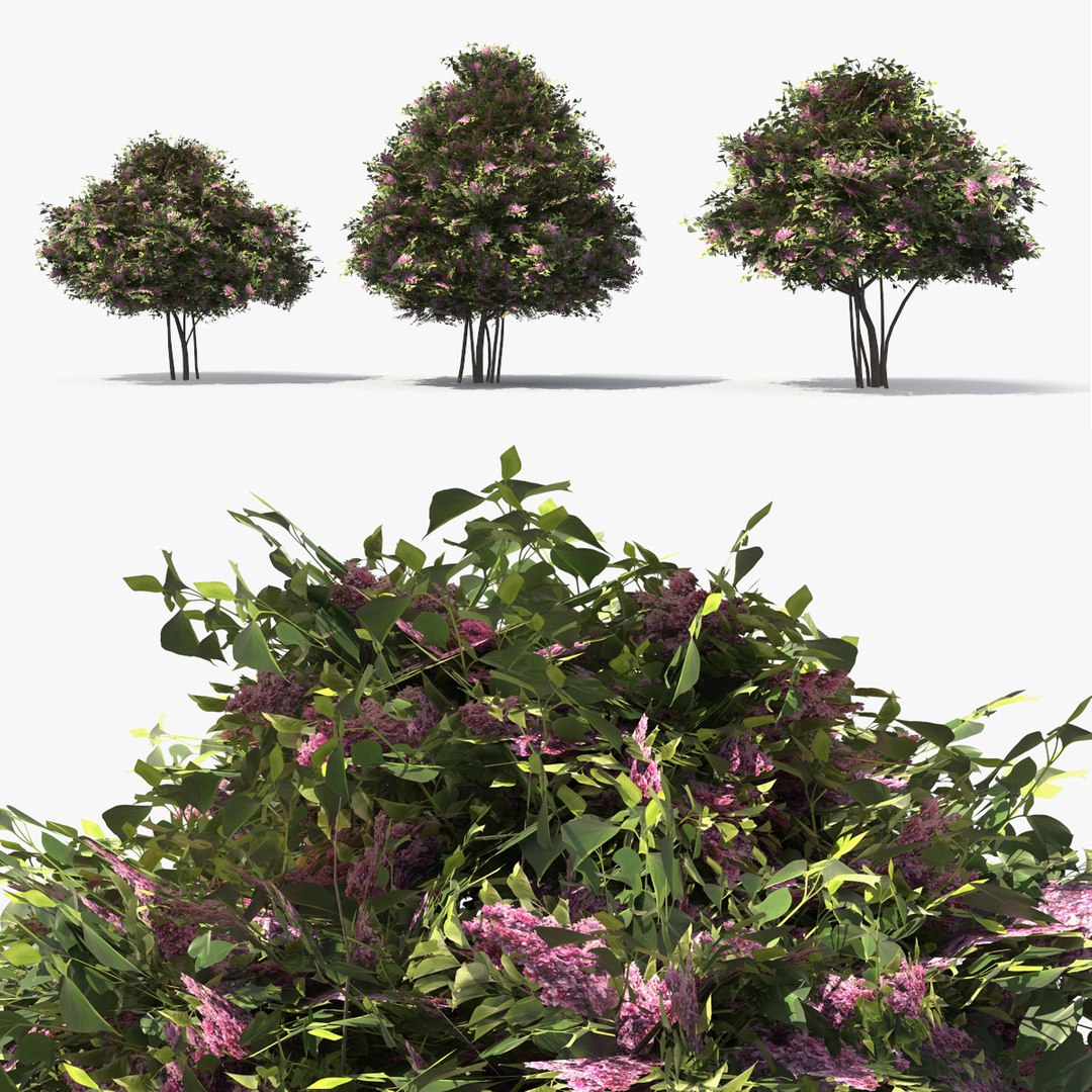 Low Poly Lilac Bushes Set Pink 3D model https://p.turbosquid.com/ts-thumb/gf/Nb6XdO/W4/low_poly_lilac_bushes_set_pink_001/jpg/1783062599/1920x1080/fit_q87/67a0c6aa39614041213a7f9bf12b6ae45f63f65c/low_poly_lilac_bushes_set_pink_001.jpg