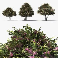 Low Poly Lilac Bushes Set Pink