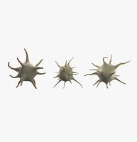 Platelet Thrombocyte Collection